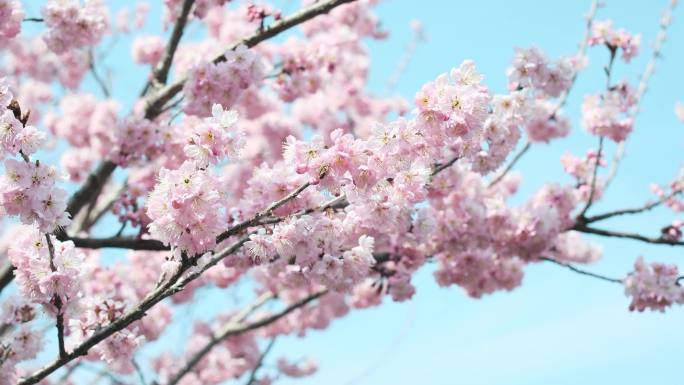 春日粉色樱花