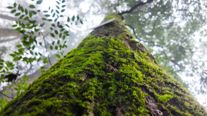 森林 大树 青苔 绿苔 清新 自然