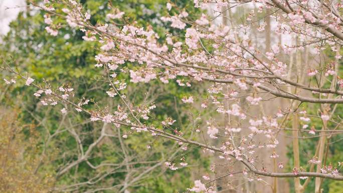 初春的公园树枝发芽花朵盛开