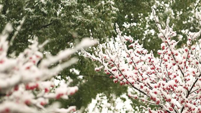 雪天的梅花