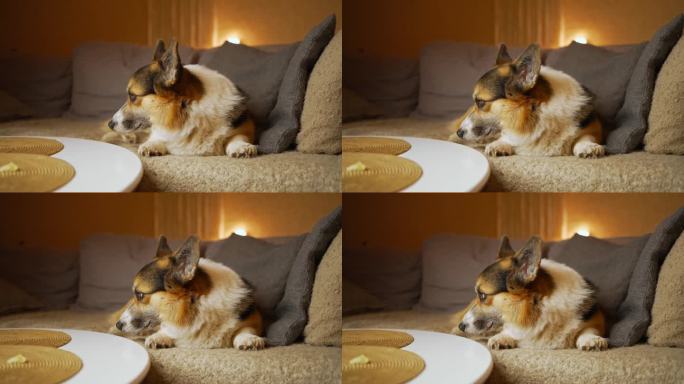有趣可爱的三色犬威尔士柯基犬躺在家里的沙发上等待家人的特写。4k胶片。和宠物一起生活。四条腿的朋友。