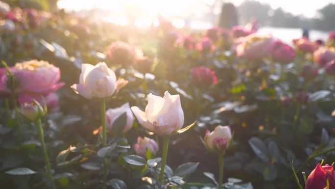 阳光花花柔玫瑰阳光花模糊的背景。阳光透过柔和的粉红玫瑰浪漫绽放春天的季节柔和的光线。美丽的花园里盛开