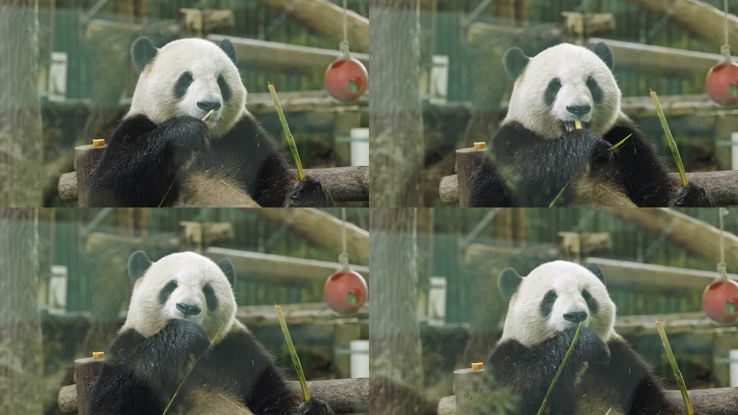 国宝大熊猫吃竹子特写视频