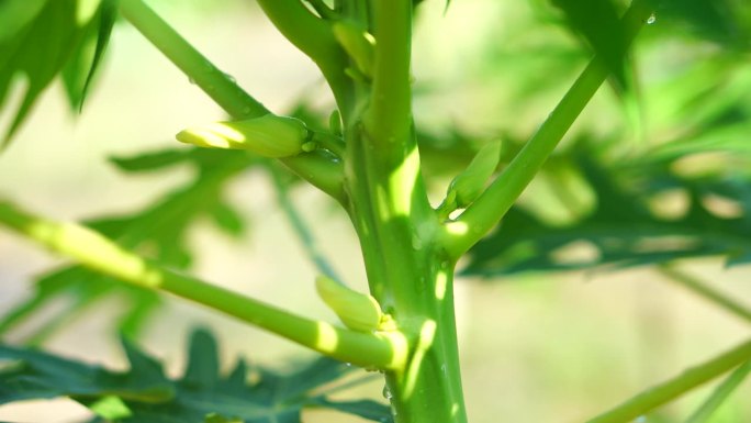 花园里木瓜花的特写照片