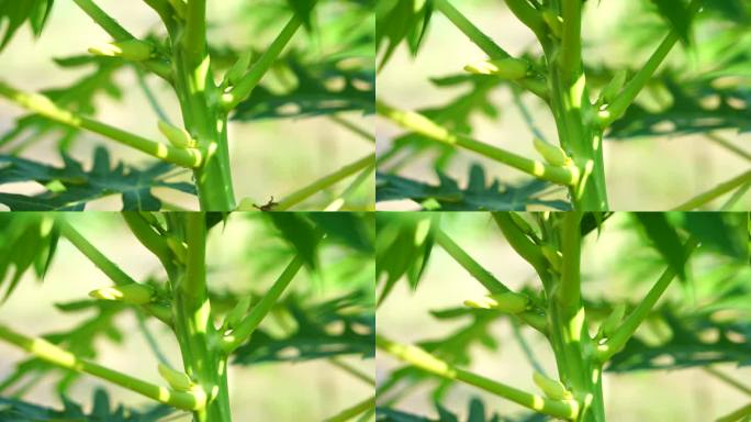 花园里木瓜花的特写照片