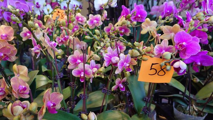 中国香港旺角花卉市场兰花的价格标签(特写)。兰花的颜色有粉红色的斑点。