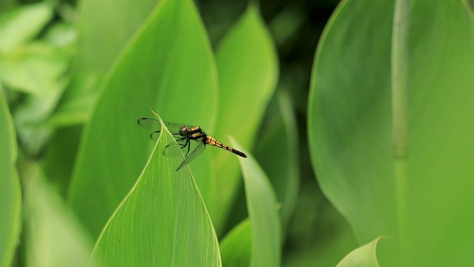 绿色植物枝头上的蜻蜓
