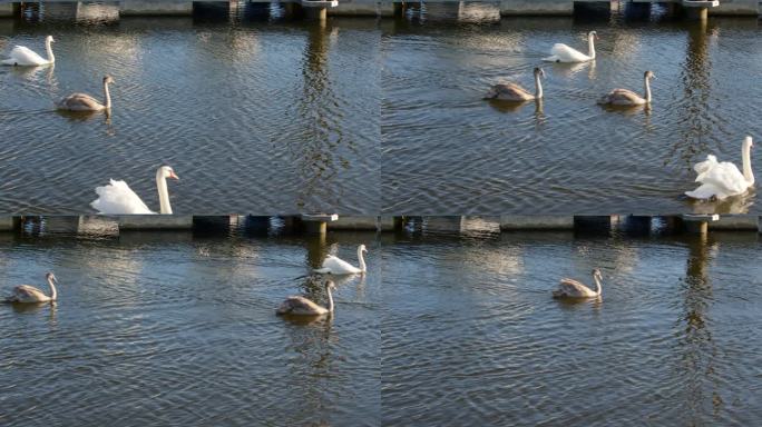 两只天鹅和两只小天鹅在利明顿河游进游出
