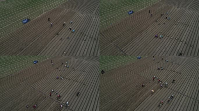 农民在地里种姜，航拍照片，中国