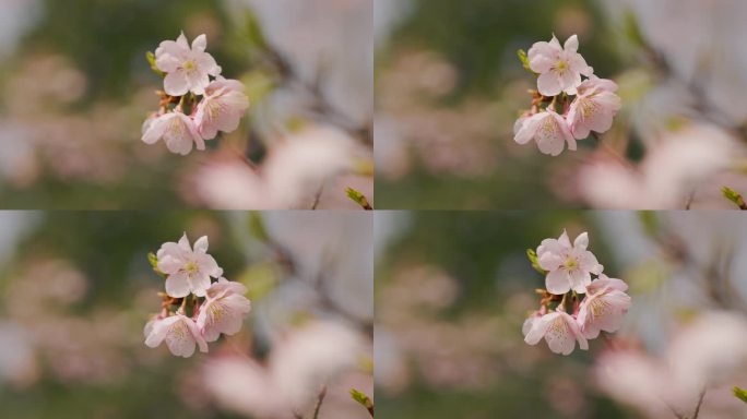 初春的公园树枝发芽花朵盛开