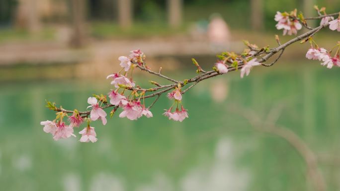 初春的公园树枝发芽花朵盛开