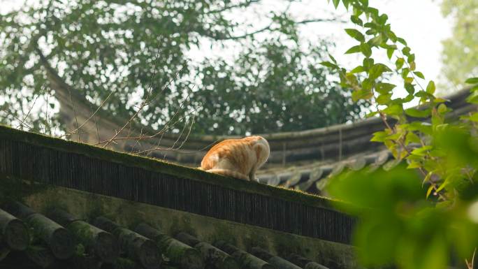 中式园林中的小猫