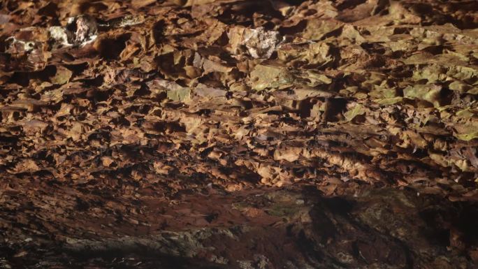 澳大利亚黄金海岸附近天然桥的洞穴里的小弯翼蝙蝠群