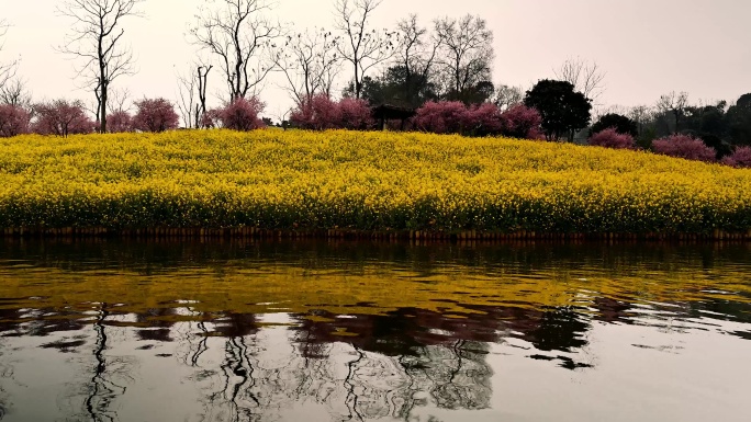 云林天乡油菜花