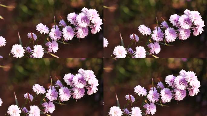 紫色粉彩玛格丽特花花柔和的自然花朵模糊的背景。柔和的紫罗兰浪漫绽放春天的季节。品红的花瓣开在美丽的花