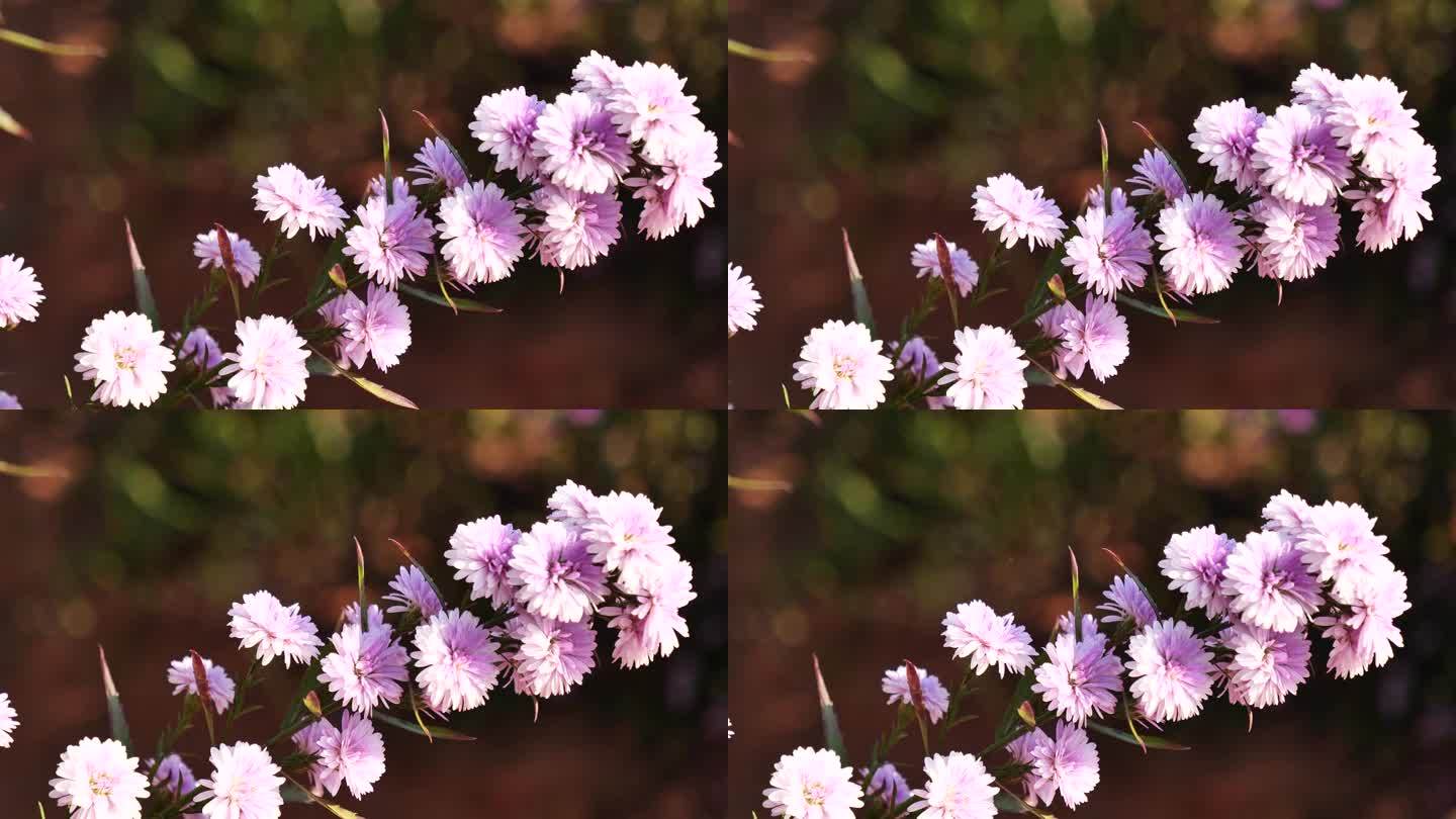 紫色粉彩玛格丽特花花柔和的自然花朵模糊的背景。柔和的紫罗兰浪漫绽放春天的季节。品红的花瓣开在美丽的花