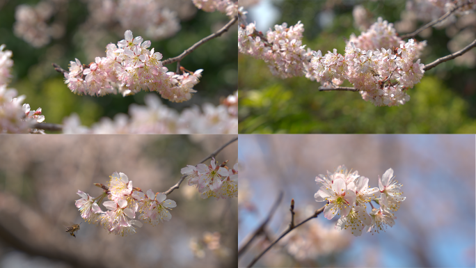 春日粉色樱花早樱