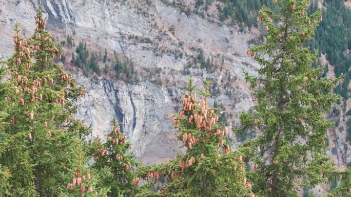 瑞士山区救援直升机在陡峭的山腰、针叶树附近飞行