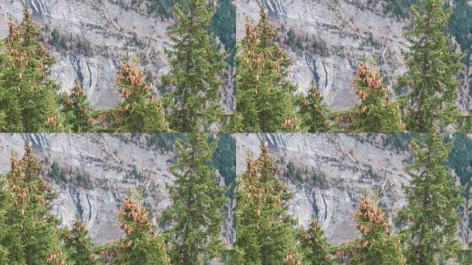 瑞士山区救援直升机在陡峭的山腰、针叶树附近飞行