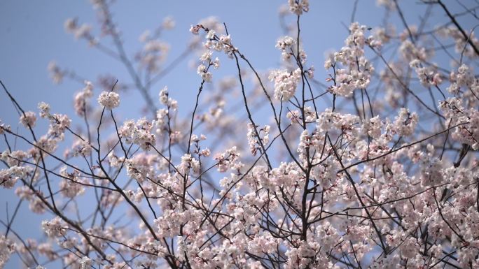 长沙望月公园樱花