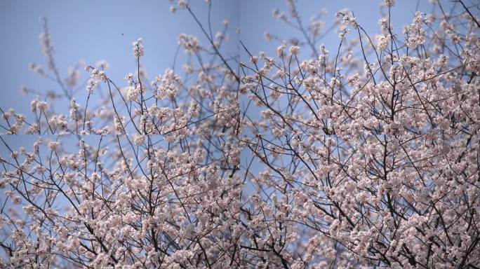 长沙望月公园樱花
