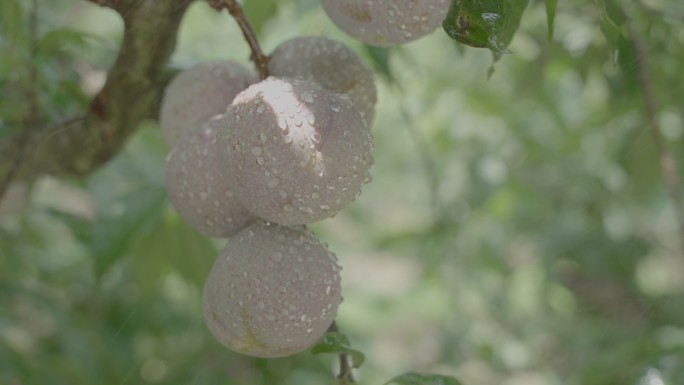 下雨三华李特写镜头慢动作