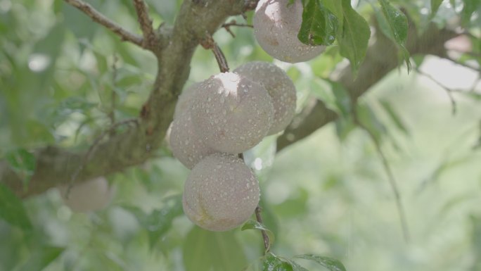 下雨三华李特写镜头慢动作