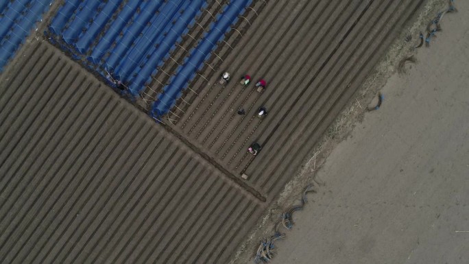 农民在地里种姜，航拍照片，中国