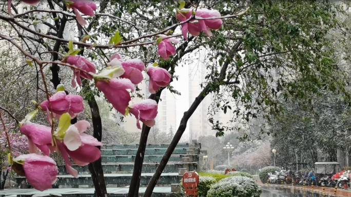 三月春天桃花雪杏花雪鹅毛大雪