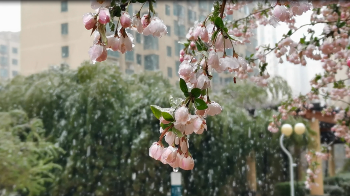 三月春天桃花雪杏花雪鹅毛大雪