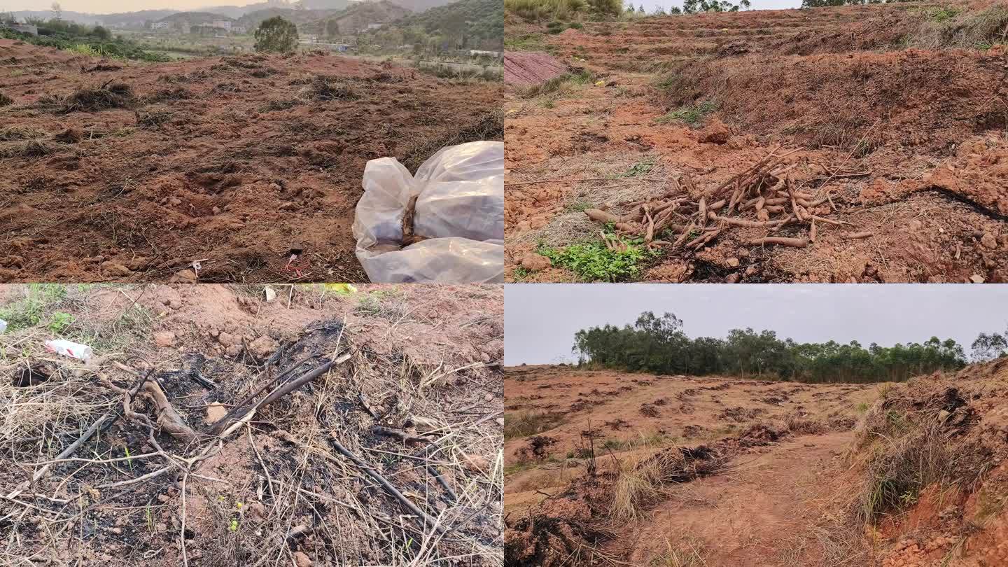 火烧荒烧蕉山坡地烧荒开垦黄土地种植山作物