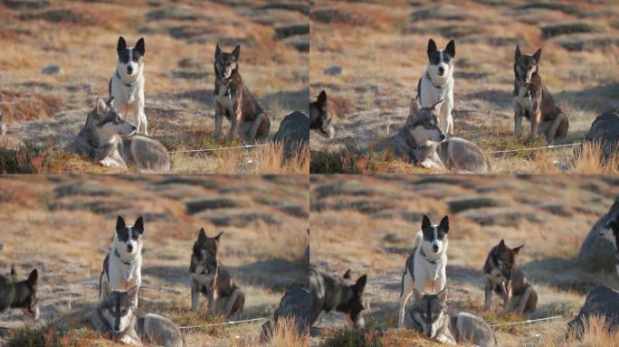 一群雪橇狗在北欧的草地上休息。一只狗叫。慢动作视差视频。