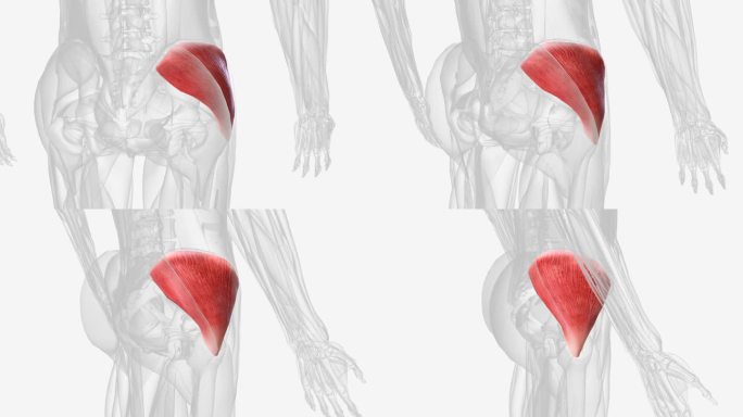 腰动脉是位于后腹壁的腹主动脉的四对分支