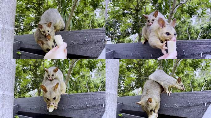一只负鼠妈妈在吃香蕉，背上骑着一只负鼠宝宝，超级可爱!