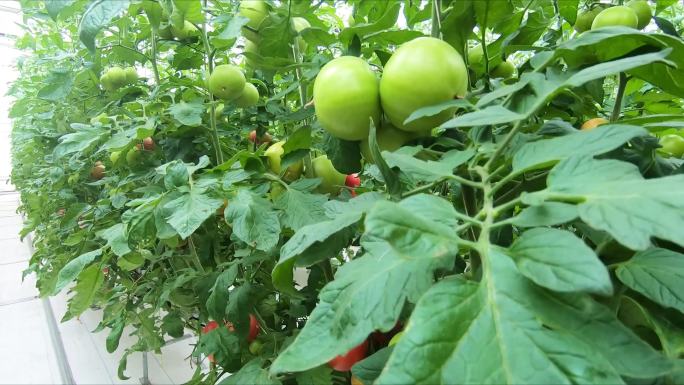 现代化西红柿种植