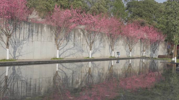 升格拍摄四川绵阳西山公园春节期间梅花绽放