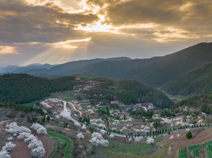 樱花山川