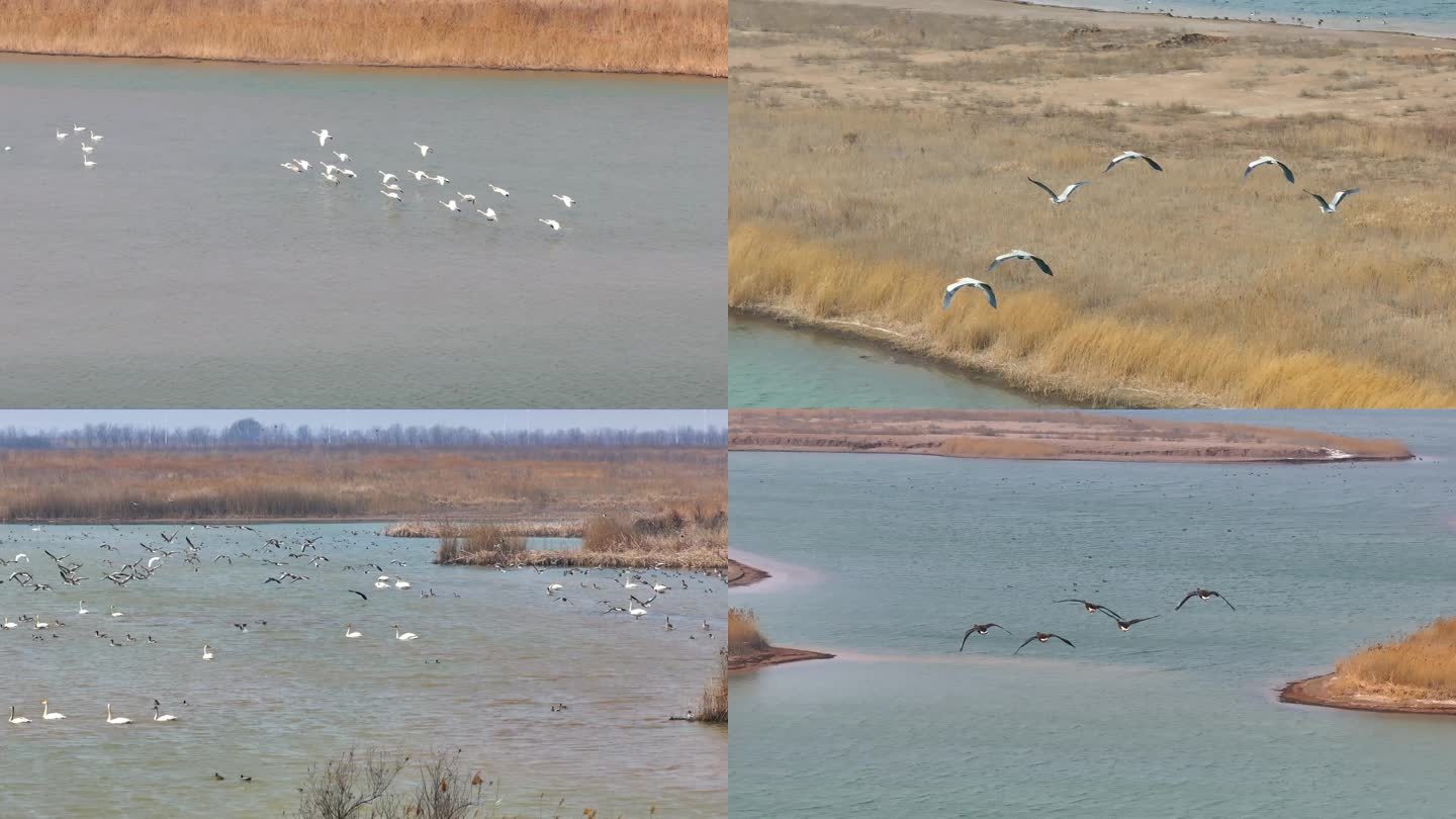 环境保护白天鹅东方白鹳候鸟迁徙