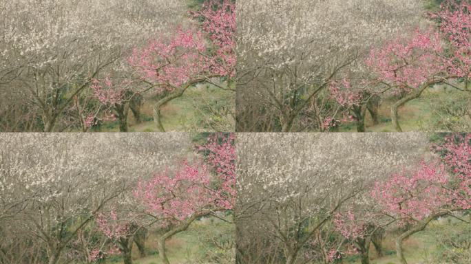 初春的公园树枝发芽花朵盛开