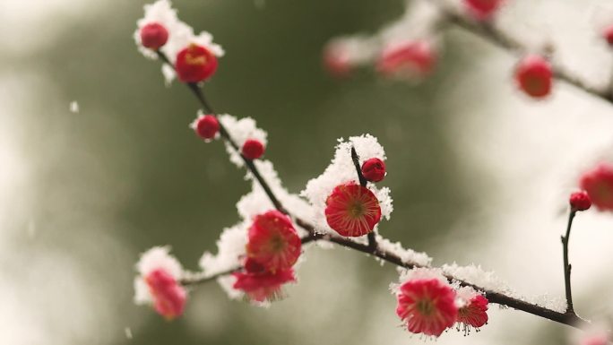 雪天的梅花