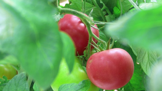 水果西红柿 普罗旺斯
