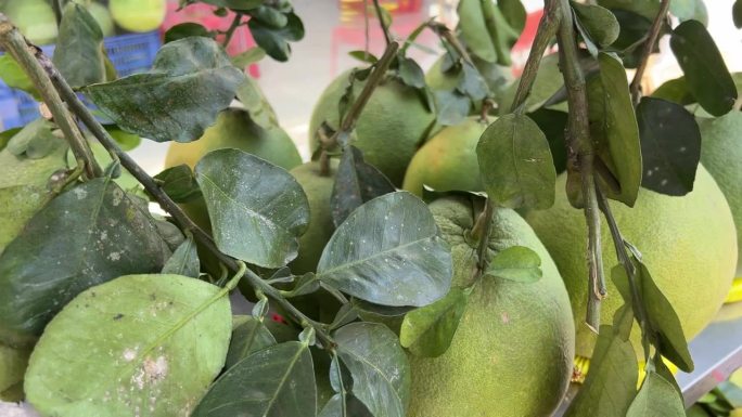 市场出售佛手柑。柑桔类水果的酸橙佛手柑熟在你靠近。树上的绿色佛手柑果实，佛手柑。绿色的柚子。石灰的水