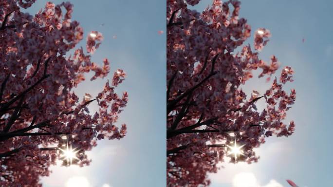 日本樱花落在太阳和天空前的垂直视频，无缝循环。