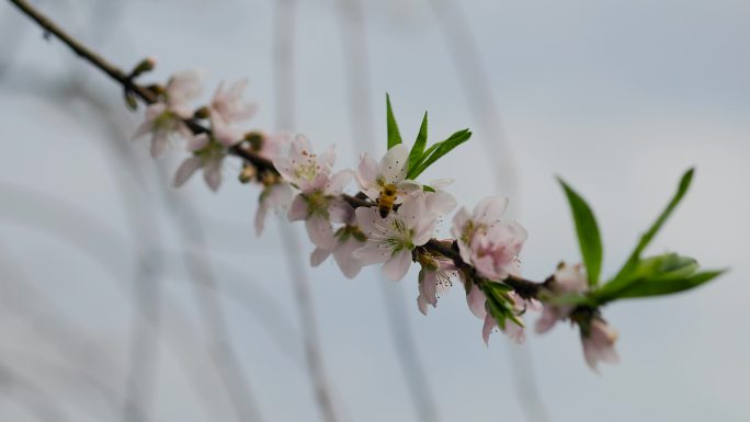 初春的公园树枝发芽花朵盛开