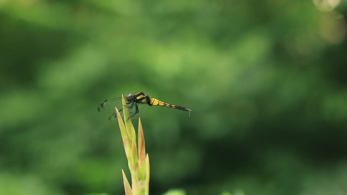 绿色植物枝头上的蜻蜓