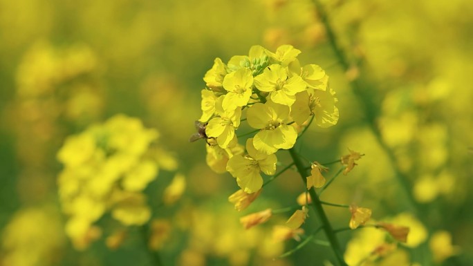 春日微风中的油菜花和蜜蜂慢镜