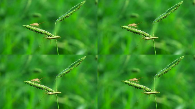 阳光照射绿色草地植树上昆虫