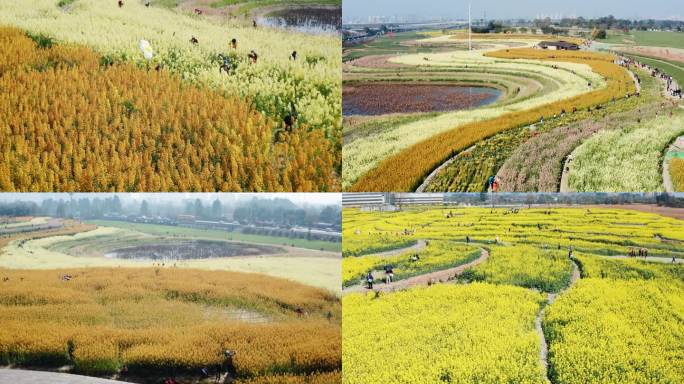 成都三圣乡黉柏路莫奈花园油菜花