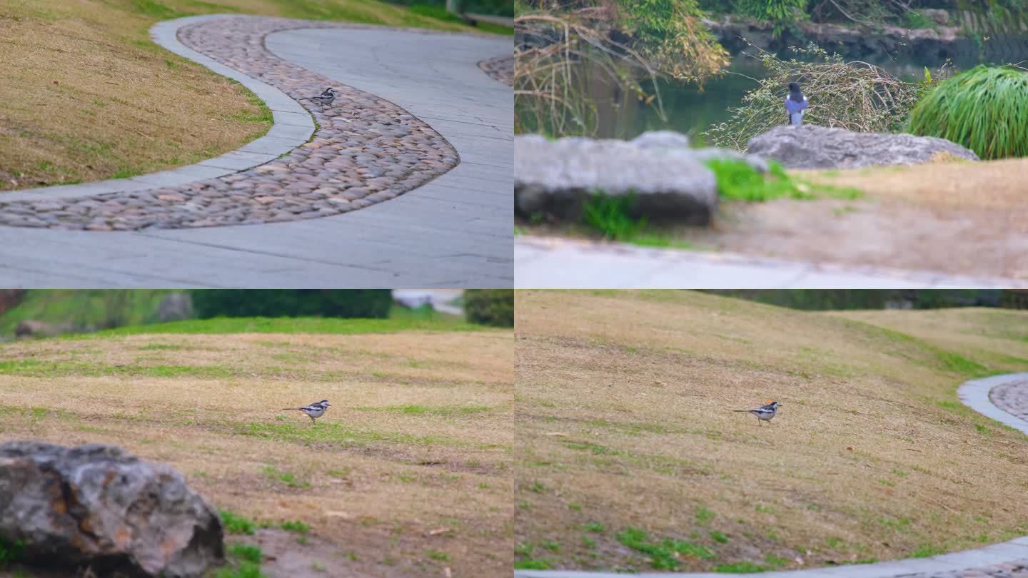杭州植物园公园小鸟鸟类风景视频素材4