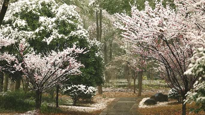 雪天的梅花